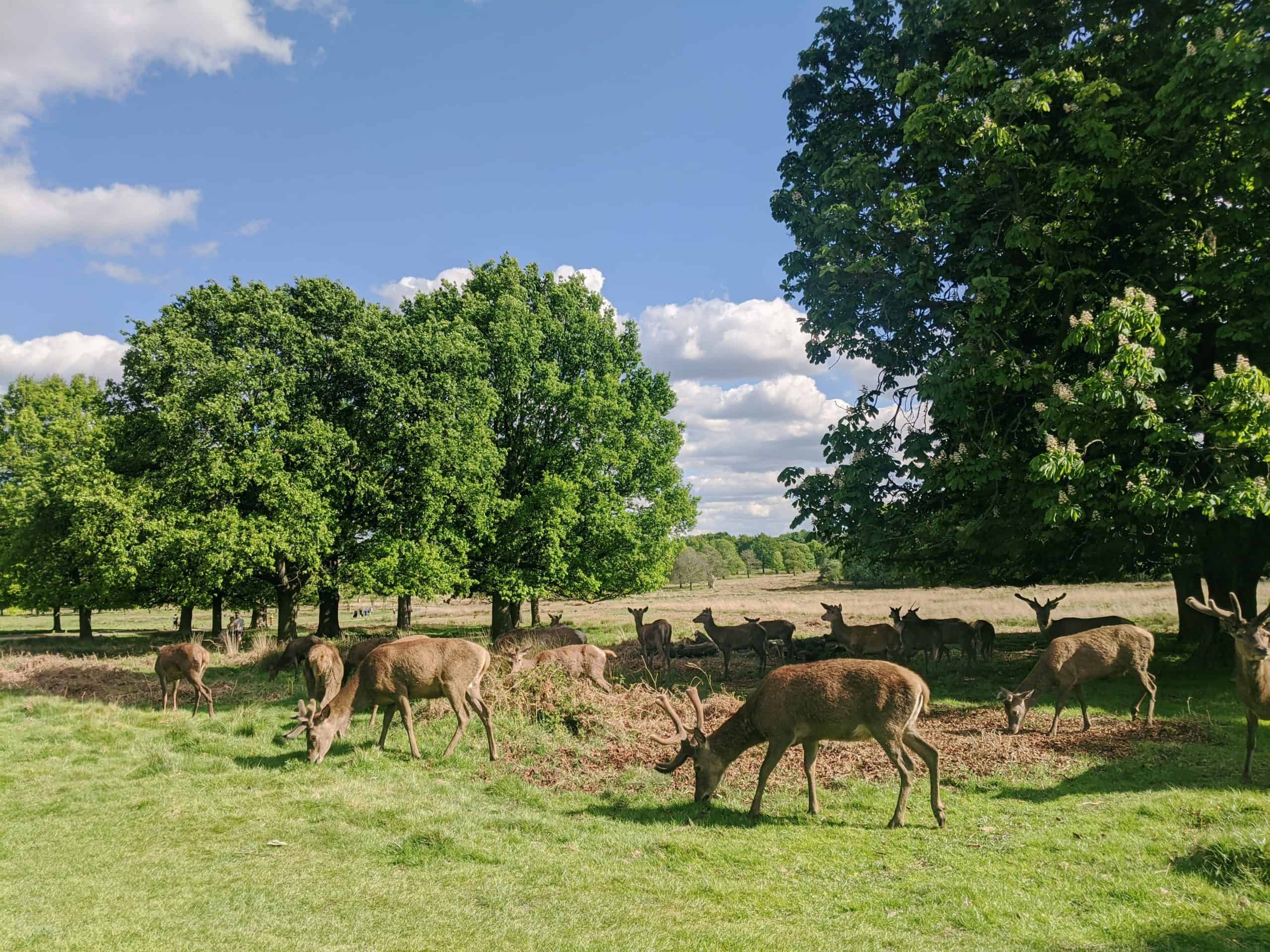 Picture of deer grazing in Richmond Park - a London Hidden Gem