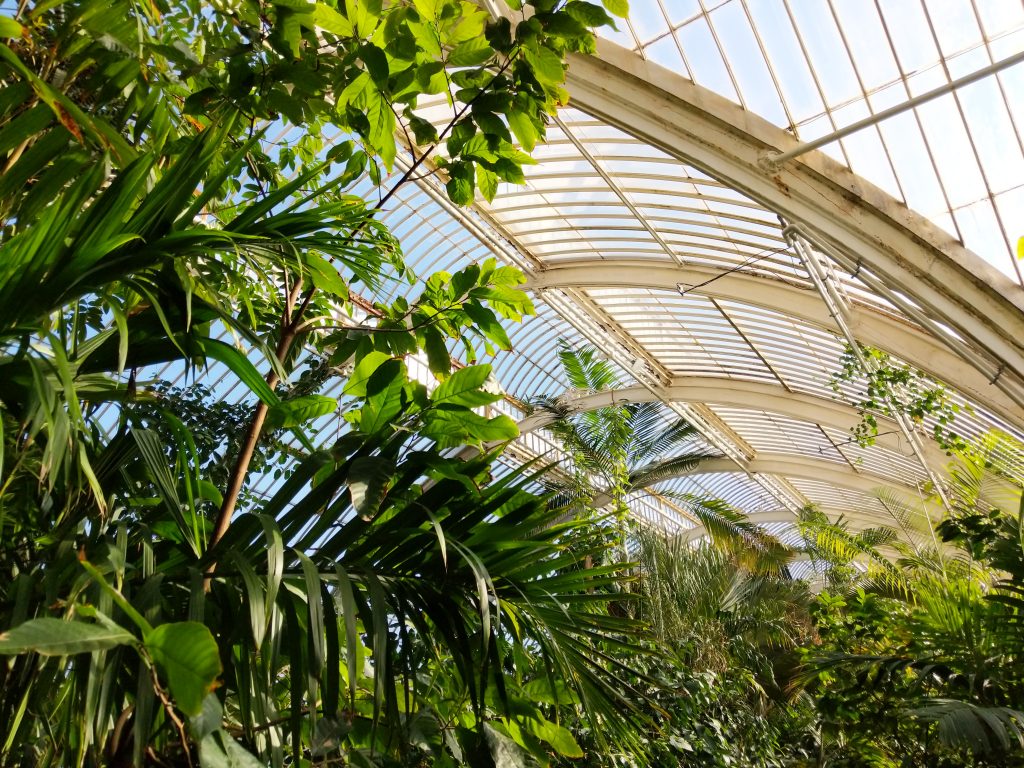 Kew Gardens leafy conservatory roof