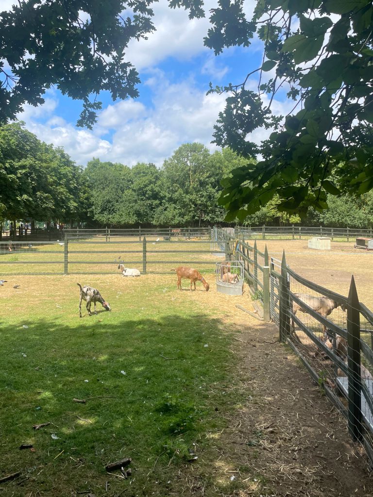 Goats in a paddock