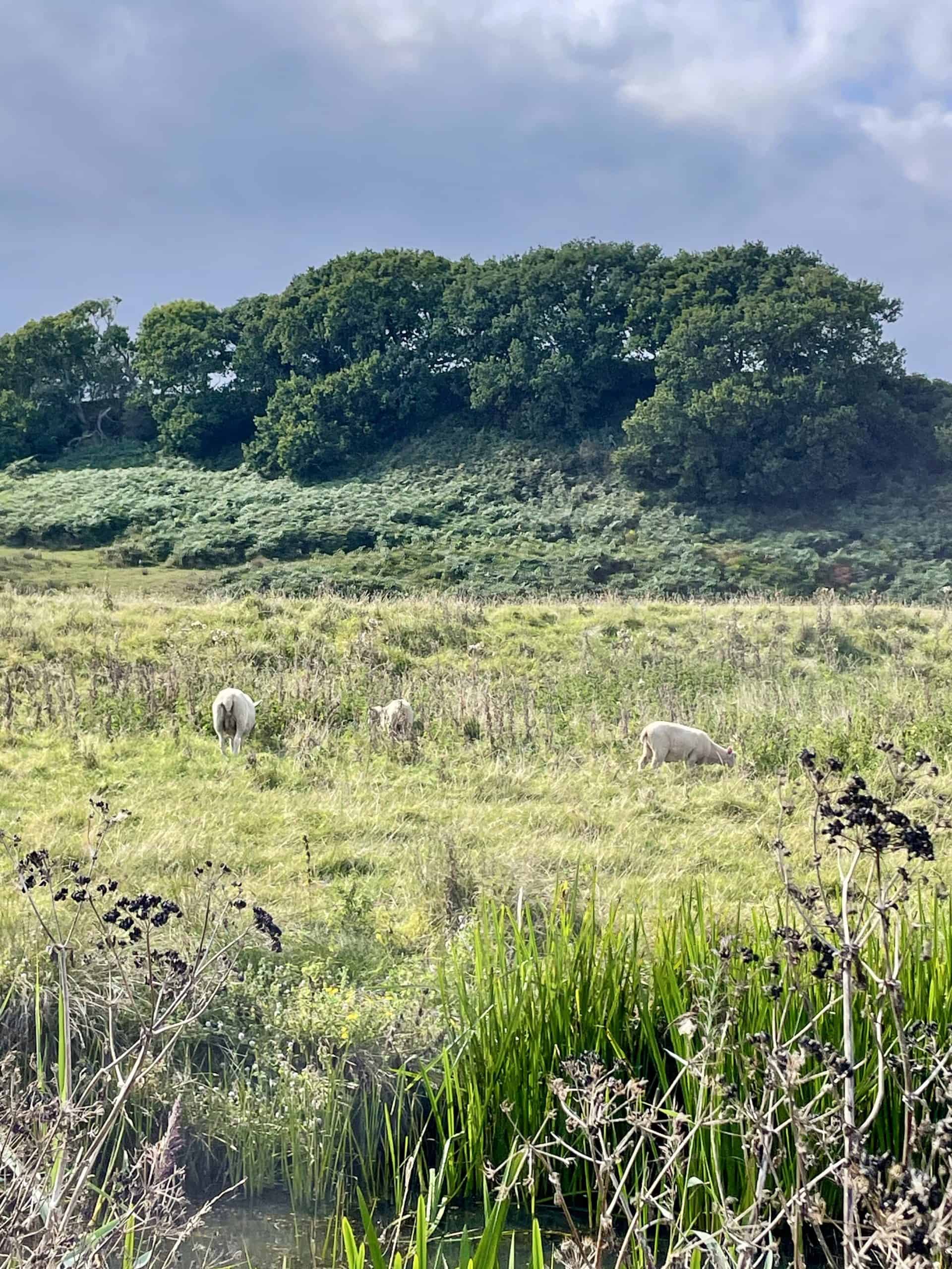 Sheep in a field by Royal Military Canal on the Hastings to Rye walk