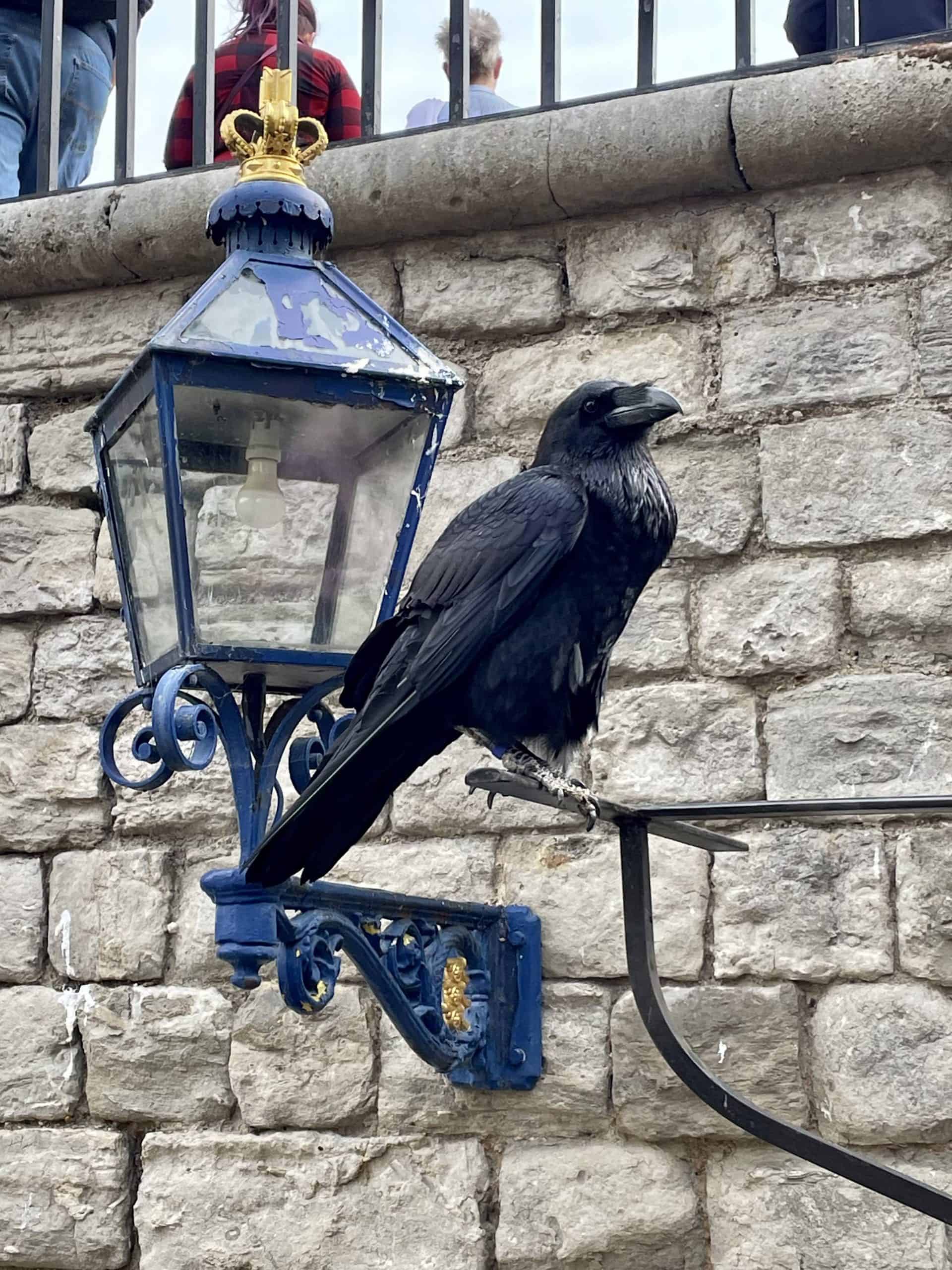 One of the famous ravens.