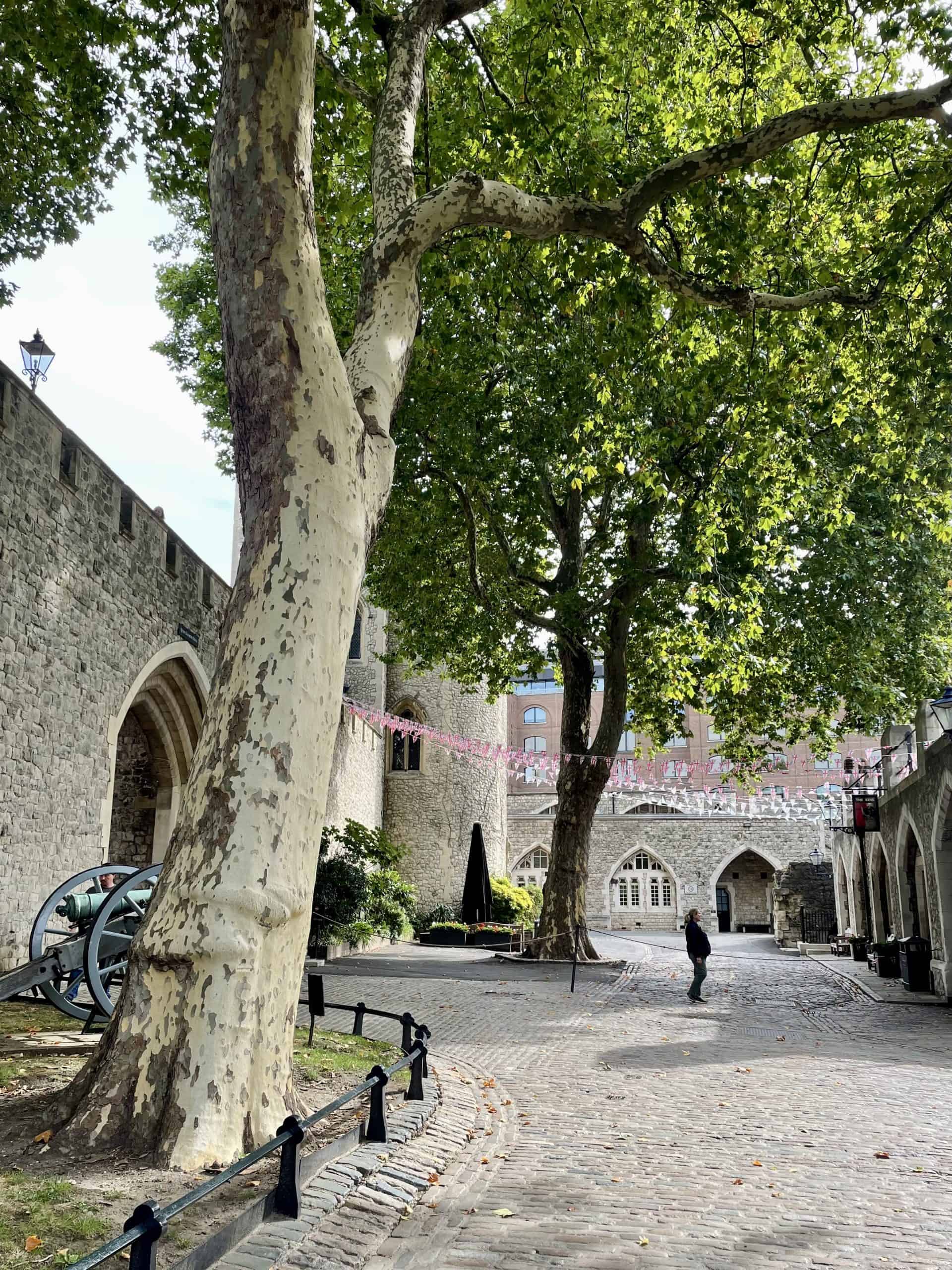 The Tower walls and beautiful greenery