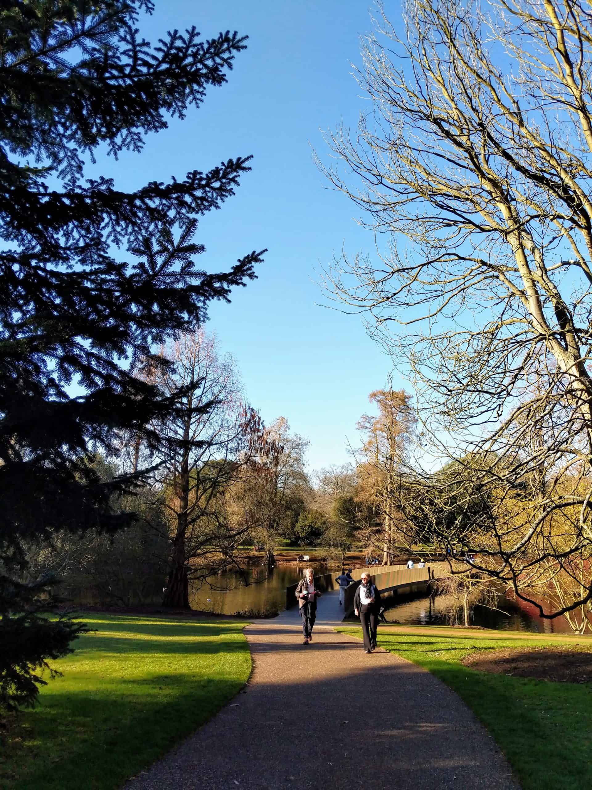 The wide open gardens and amazing trees at Kew Gardens