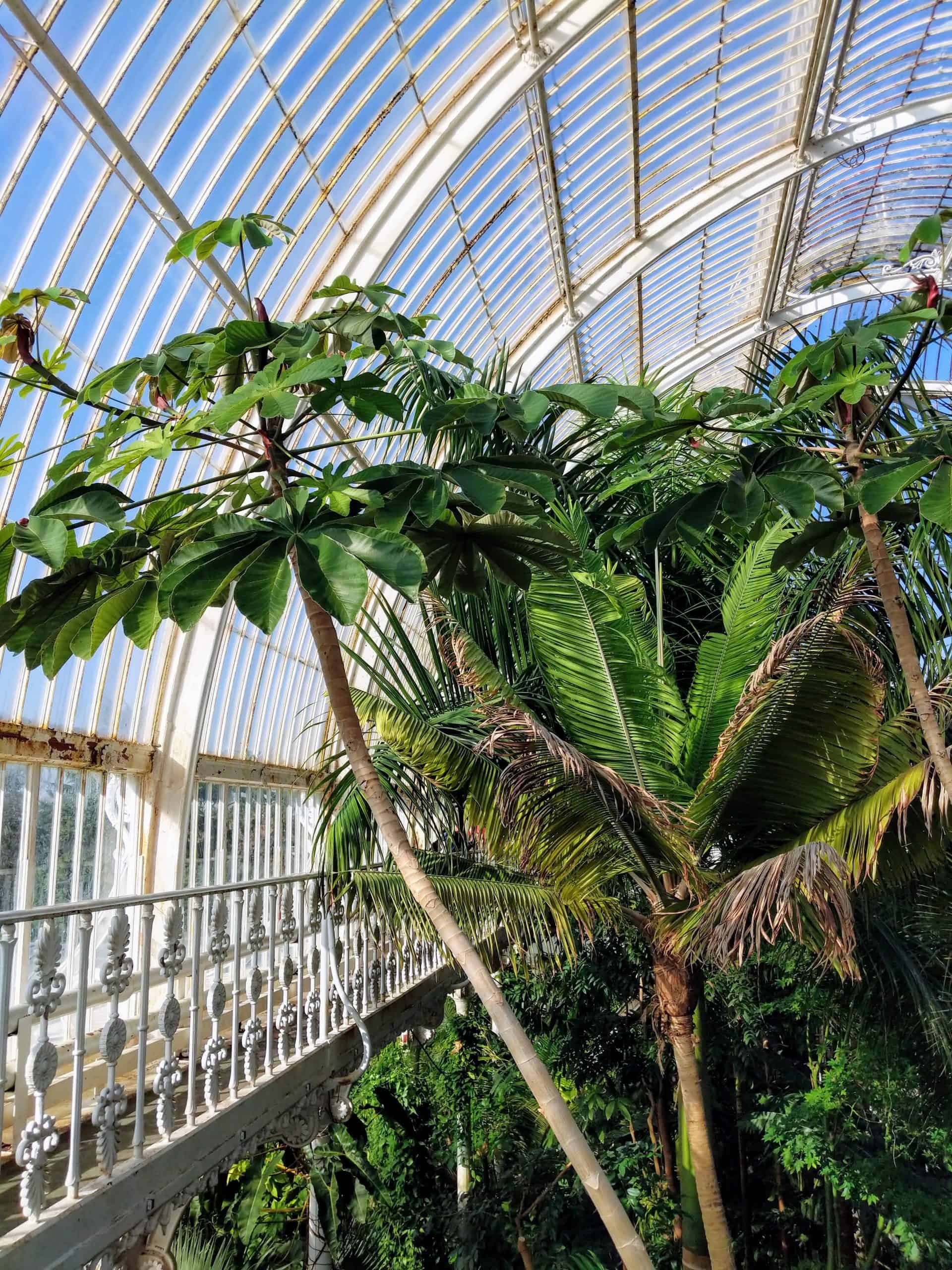 Tropical conservatory in Kew Gardens
